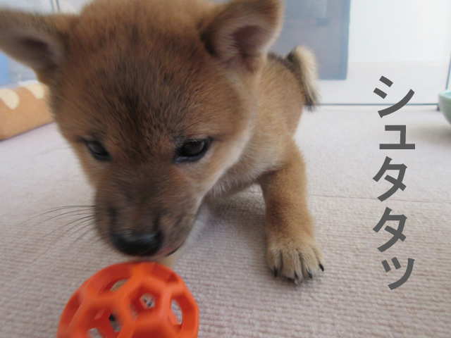元気にボール遊びする柴犬の子犬