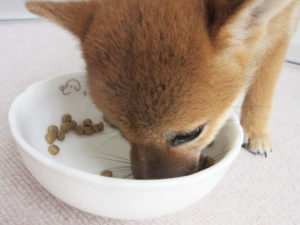 柴犬コマリ　わんのはな　フードボウル　犬の食器