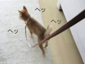 柴犬　柴犬コマリ