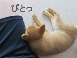 柴犬　柴犬コマリ