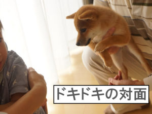 柴犬　柴犬コマリ