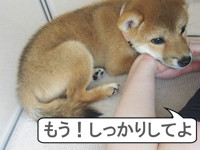 柴犬コマリより先に寝る飼い主