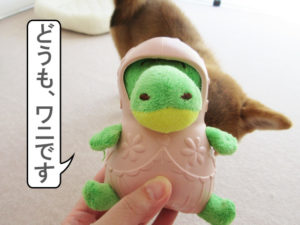 柴犬　柴犬コマリ　ワニ