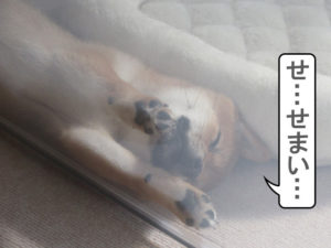 柴犬　柴犬コマリ　寝姿