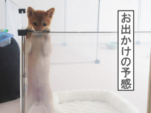 柴犬コマリ　留守番