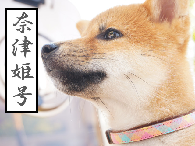 柴犬　柴犬コマリ　日本犬血統書