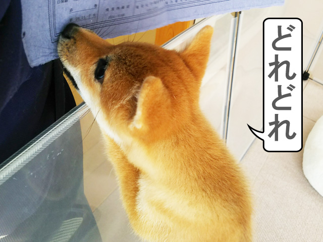 柴犬　柴犬コマリ　日本犬血統書