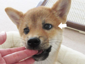柴犬　柴犬コマリ　目