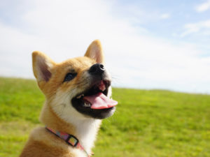 柴犬　柴犬コマリ　公園