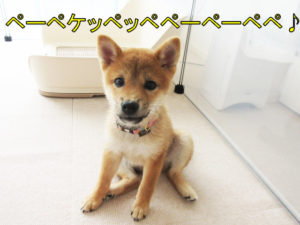 柴犬　柴犬コマリ　ライザップ