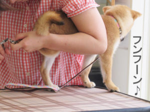 柴犬　柴犬コマリ　爪切り