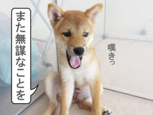 柴犬　柴犬コマリ