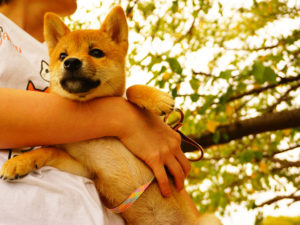 柴犬　柴犬コマリ