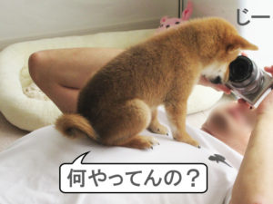 柴犬コマリ　柴犬