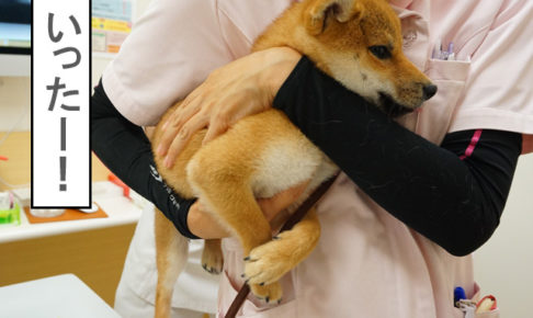 柴犬　柴犬コマリ　ワクチン接種