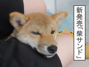 柴犬　柴犬コマリ