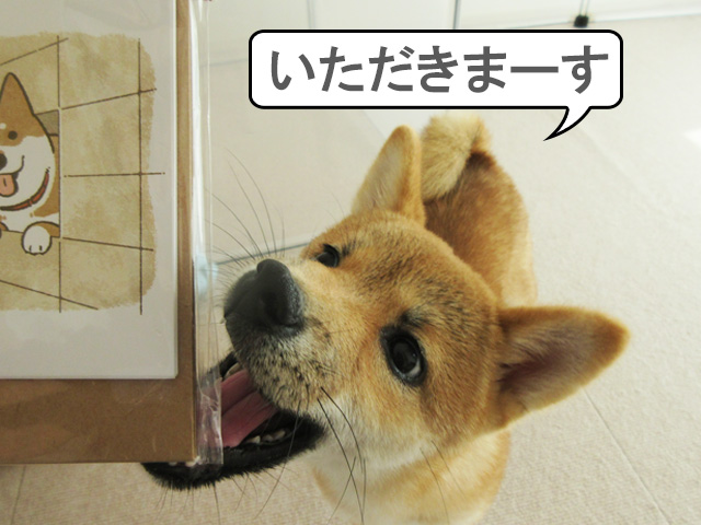 柴犬　柴犬コマリ　カレンダー