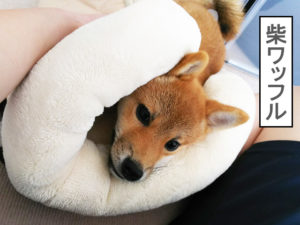 柴犬　柴犬コマリ　ワッフル