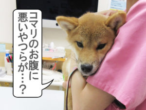 柴犬　柴犬コマリ　クロストリジウム