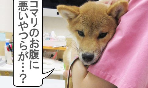 柴犬　柴犬コマリ　クロストリジウム