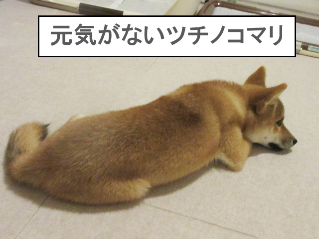 クロストリジウム腸炎にかかった犬