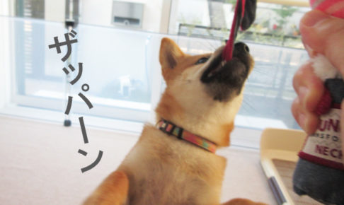 柴犬　柴犬コマリ