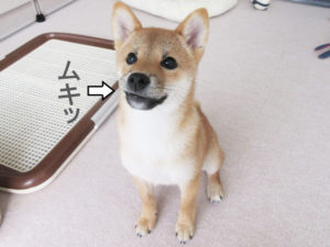 柴犬　柴犬コマリ