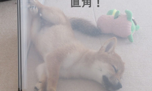 柴犬　柴犬コマリ　寝姿