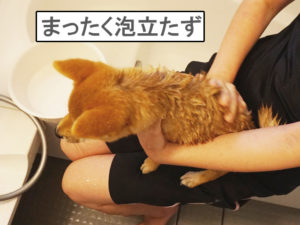 柴犬コマリ　初めてのシャンプー