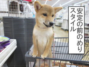 柴犬　柴犬コマリ　カインズ