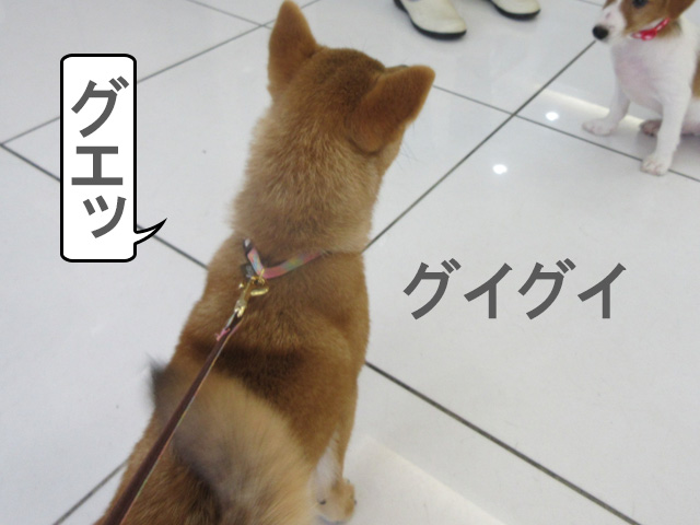 柴犬子犬とパピースクールに参加