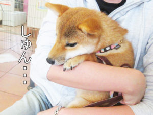 柴犬コマリ　パピー教室