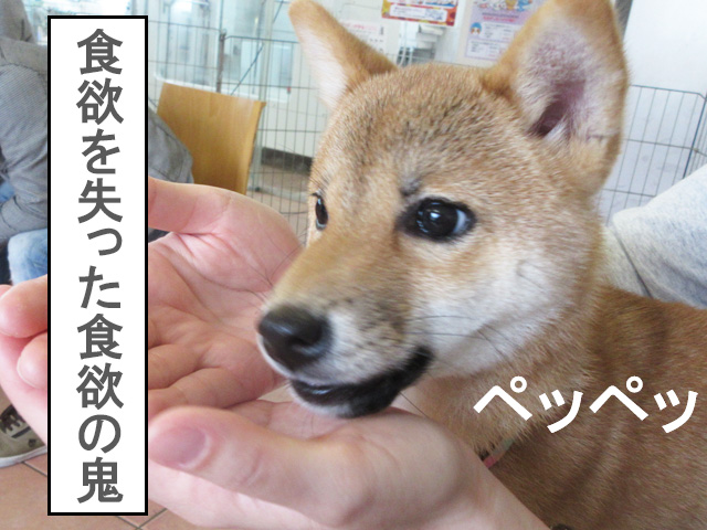 パピースクールでフードを食べられない柴犬コマリ