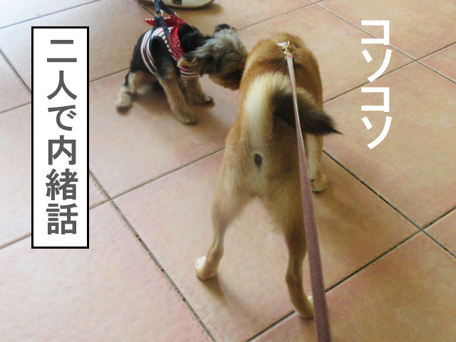 パピー教室で他の犬と触れ合う柴犬子犬