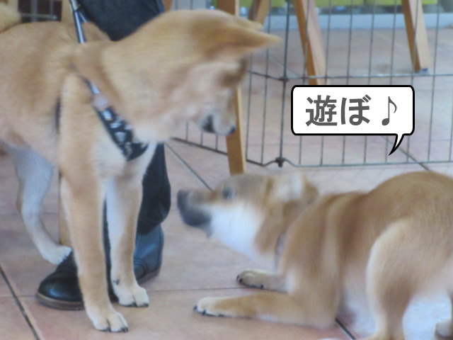 パピー教室であいさつする子犬