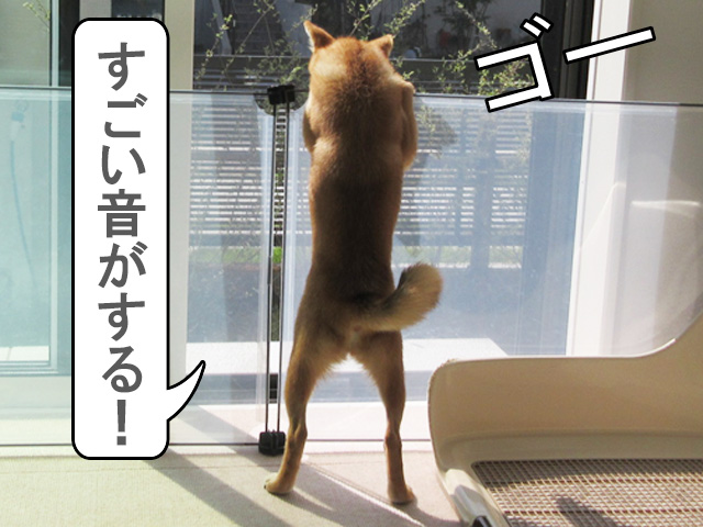 強風に夢中な柴犬