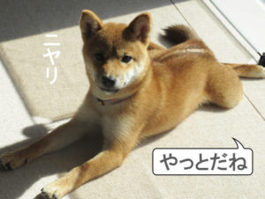 柴犬　柴犬コマリ　散歩デビュー