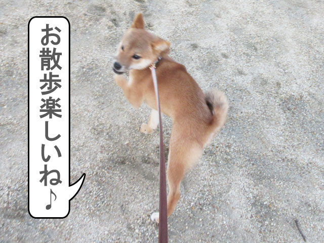 柴犬コマリが初散歩を楽しむ
