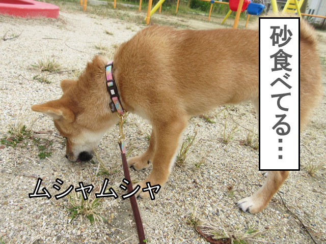 柴犬の子犬が初散歩で砂を食べる