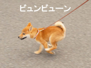 柴犬　柴犬コマリ
