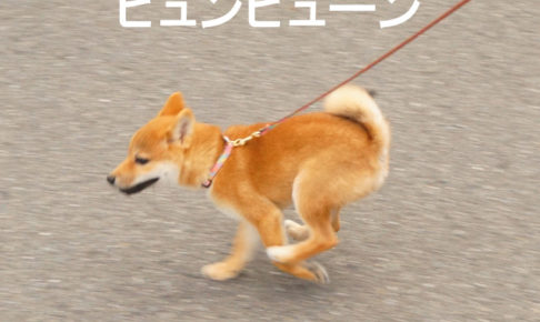 柴犬　柴犬コマリ