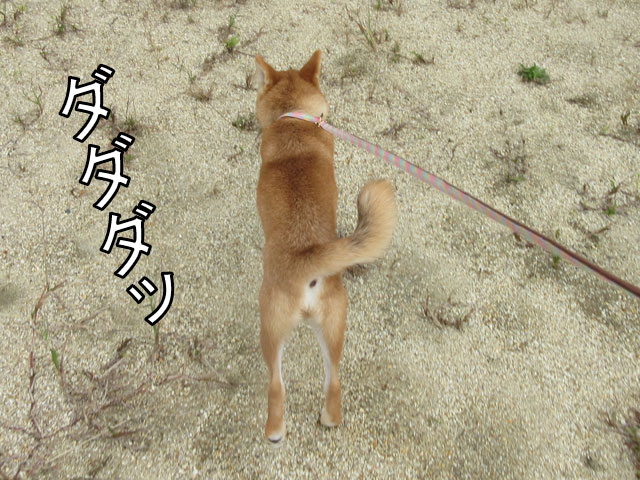 柴犬が公園で大爆走