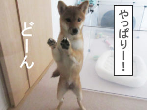 柴犬　柴犬コマリ　脱走