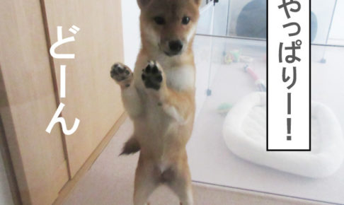 柴犬　柴犬コマリ　脱走