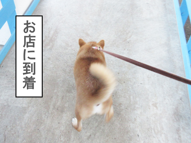 犬の預かりレッスン