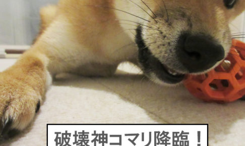 柴犬　柴犬コマリ