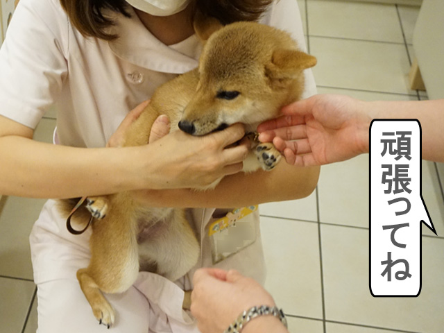 柴犬コマリ初めてのシャンプー