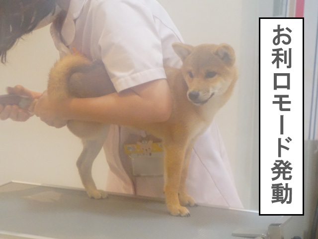 柴犬コマリの初シャンプー