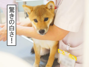 柴犬コマリ　シャンプー
