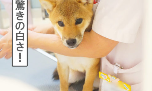 柴犬コマリ　シャンプー